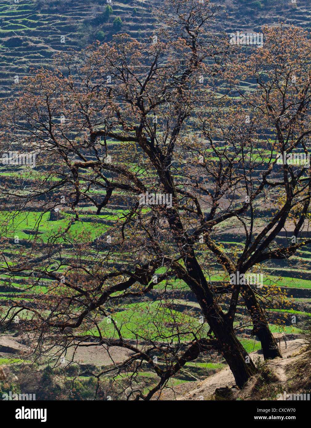 Struttura terrazzata e terreni agricoli in una fertile valle, Nepal Foto Stock