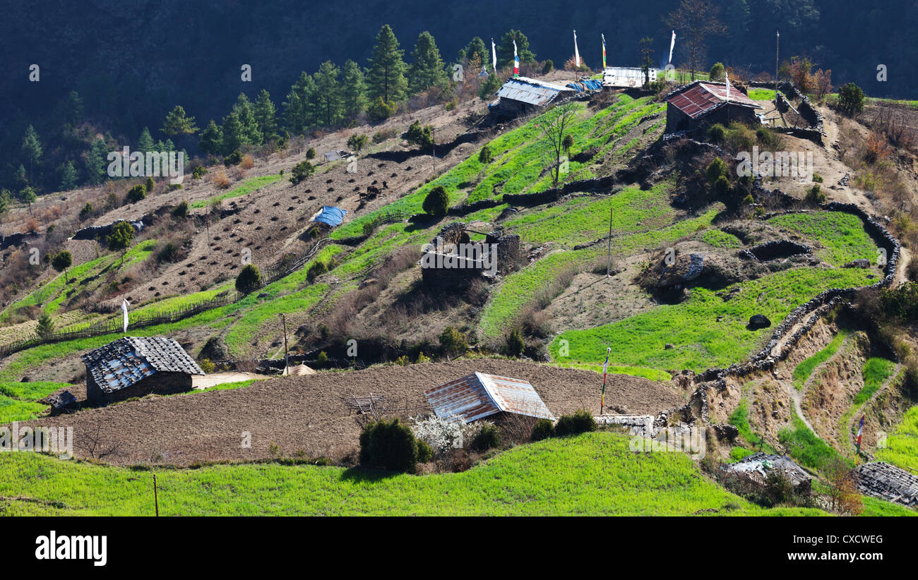 Vista di case e terreni coltivati su un pendio terrazzato, Nepal Foto Stock