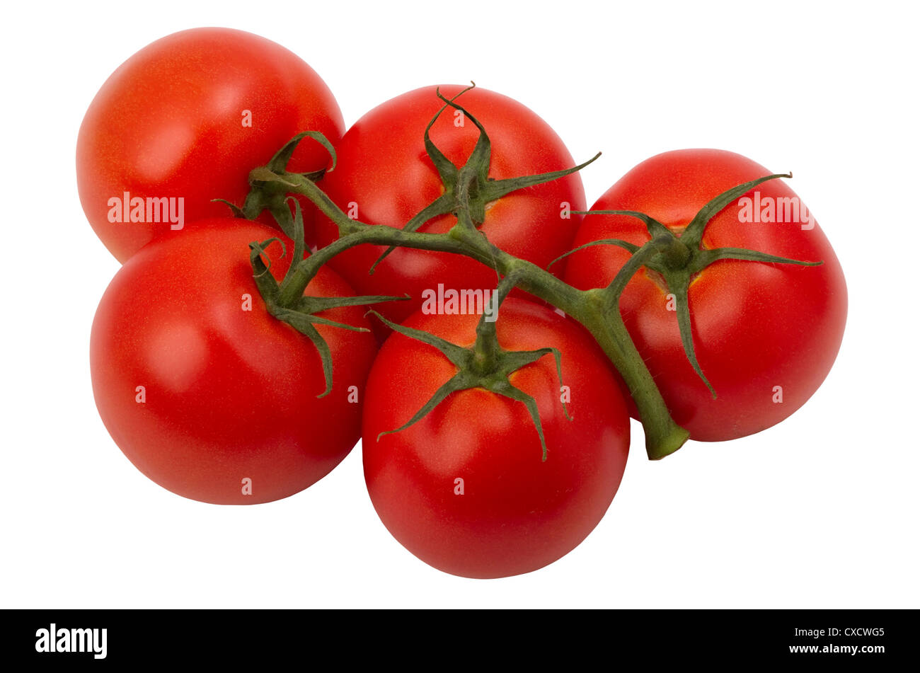 Pomodori maturi su un ramo, isolato su sfondo bianco Foto Stock