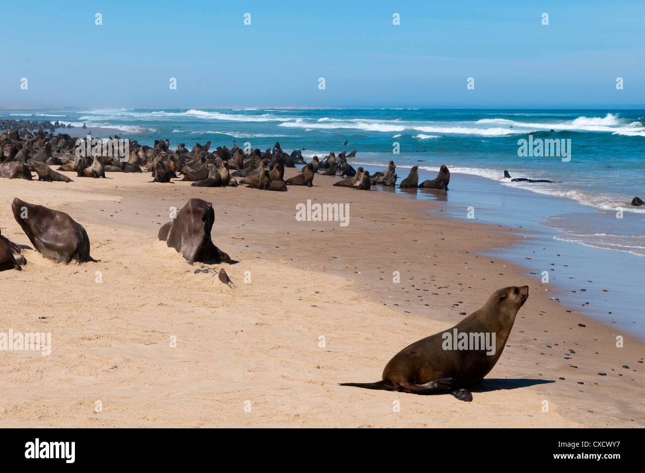 Capo pelliccia sigillo (Arctocephalus pusilus), Skeleton Coast National Park, Namibia, Africa Foto Stock