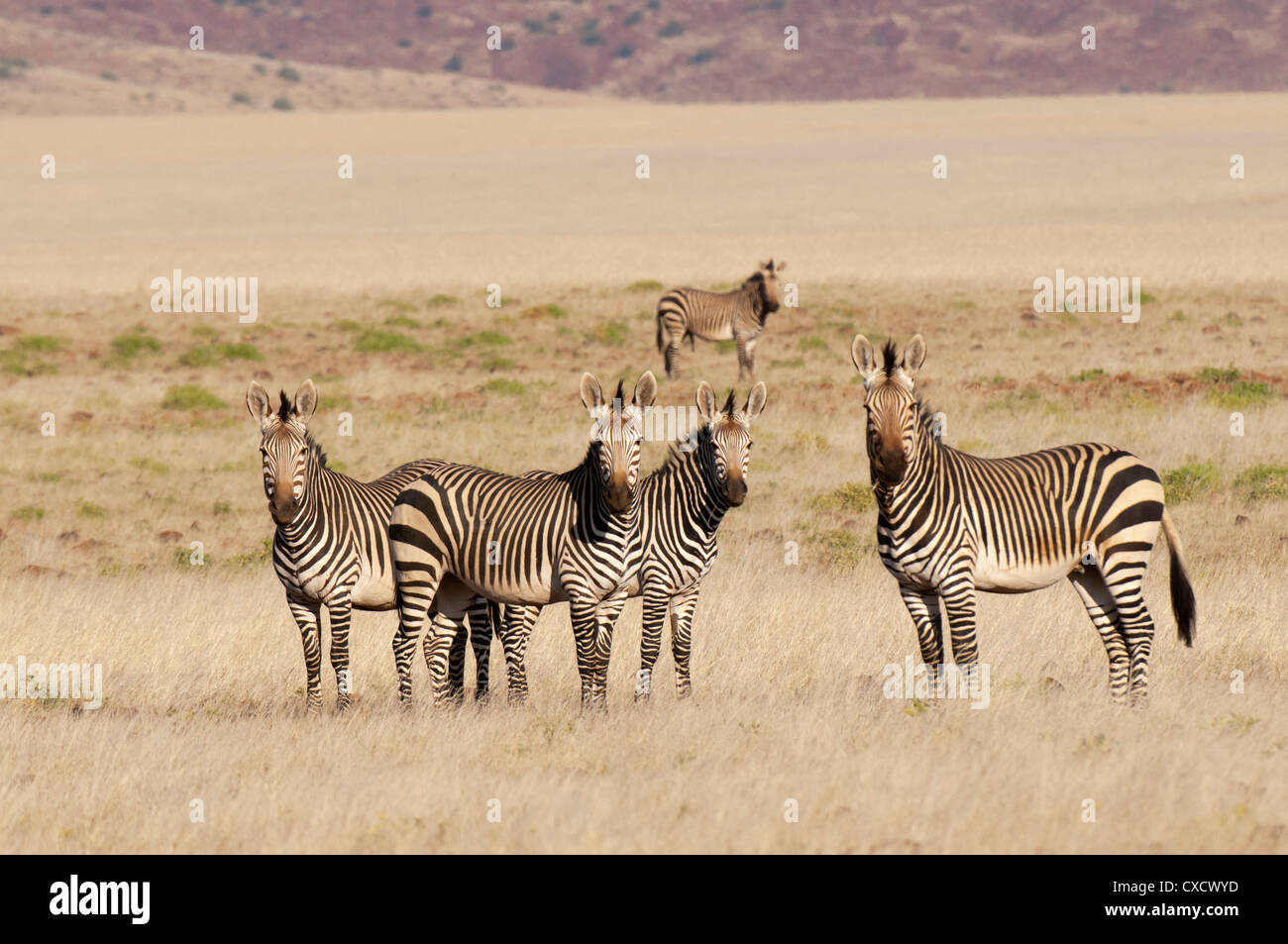 Zebra di Hartmann (Equus zebra hartmannae), Concessione di Palmwag, Damaraland, Namibia, Africa Foto Stock