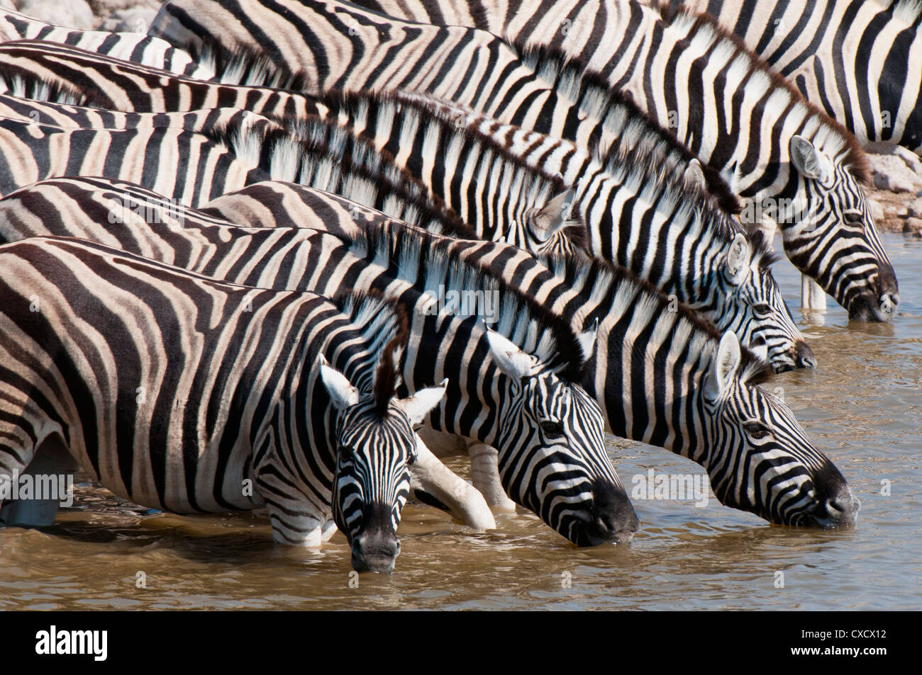 La Burchell zebra (Equus burchellii), il Parco Nazionale di Etosha, Namibia, Africa Foto Stock