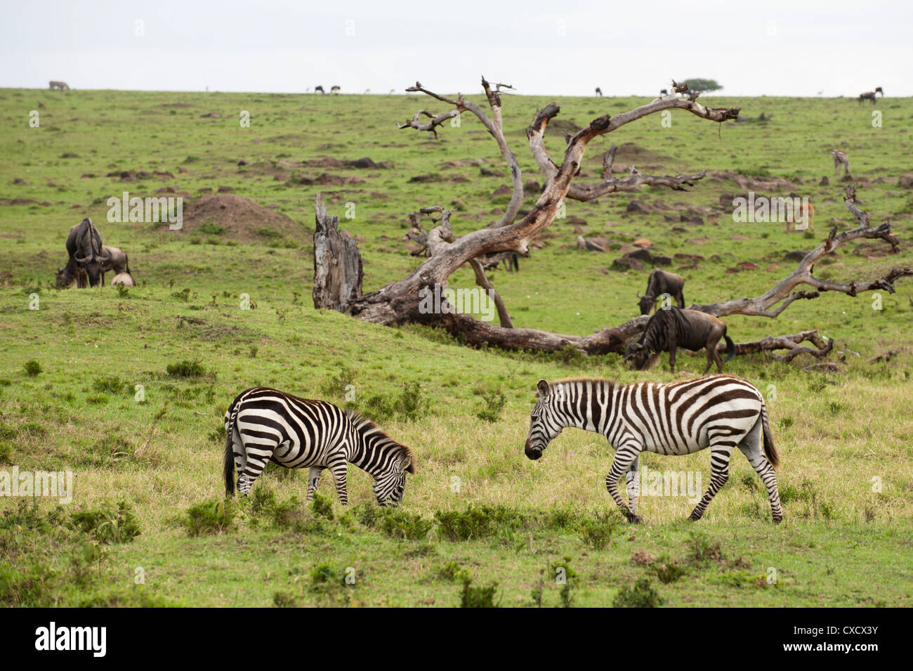 Zebra comune (Equus quagga), il Masai Mara, Kenya, Africa orientale, Africa Foto Stock