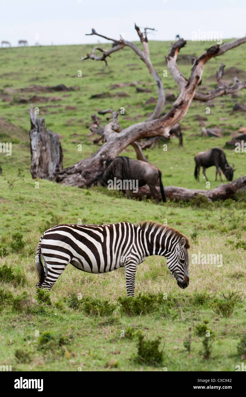 Zebra comune (Equus quagga), il Masai Mara, Kenya, Africa orientale, Africa Foto Stock