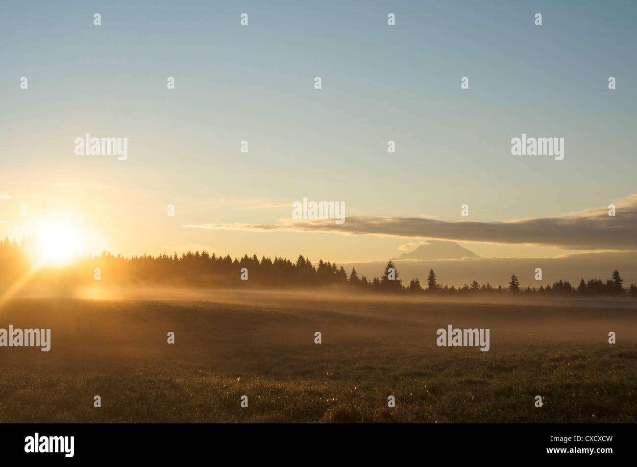 Il sole sorge sul campo di erba verde con abeti di Douglas e il Monte Rainier nella distanza, Vashon Island, nello Stato di Washington Foto Stock