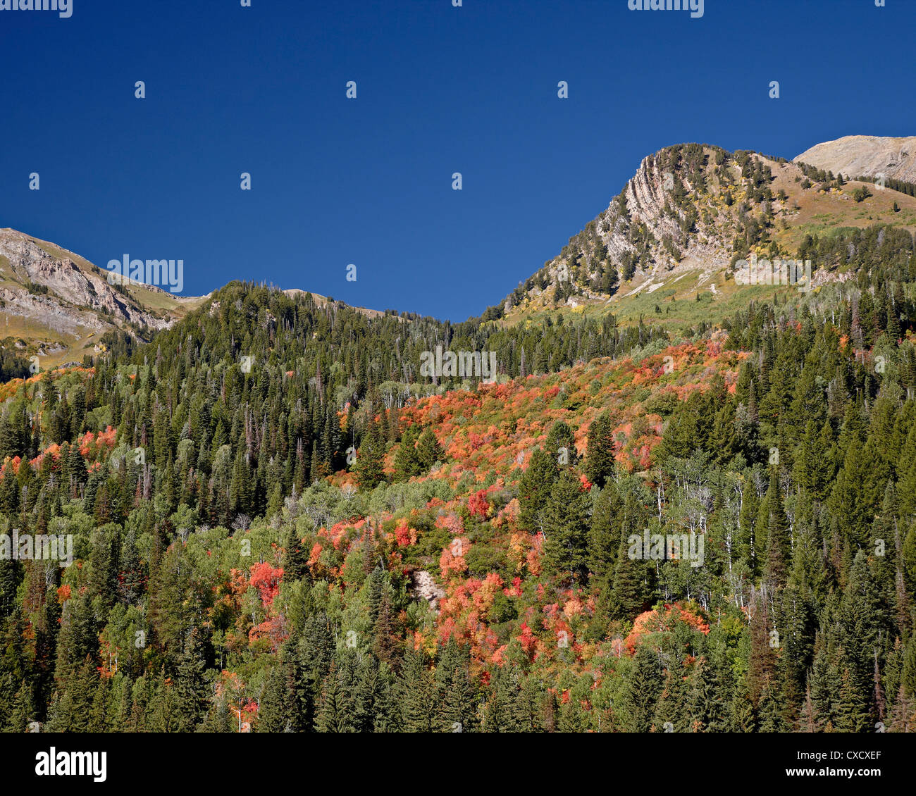 Aceri arancione tra i sempreverdi, Uinta National Forest, Utah, Stati Uniti d'America, America del Nord Foto Stock