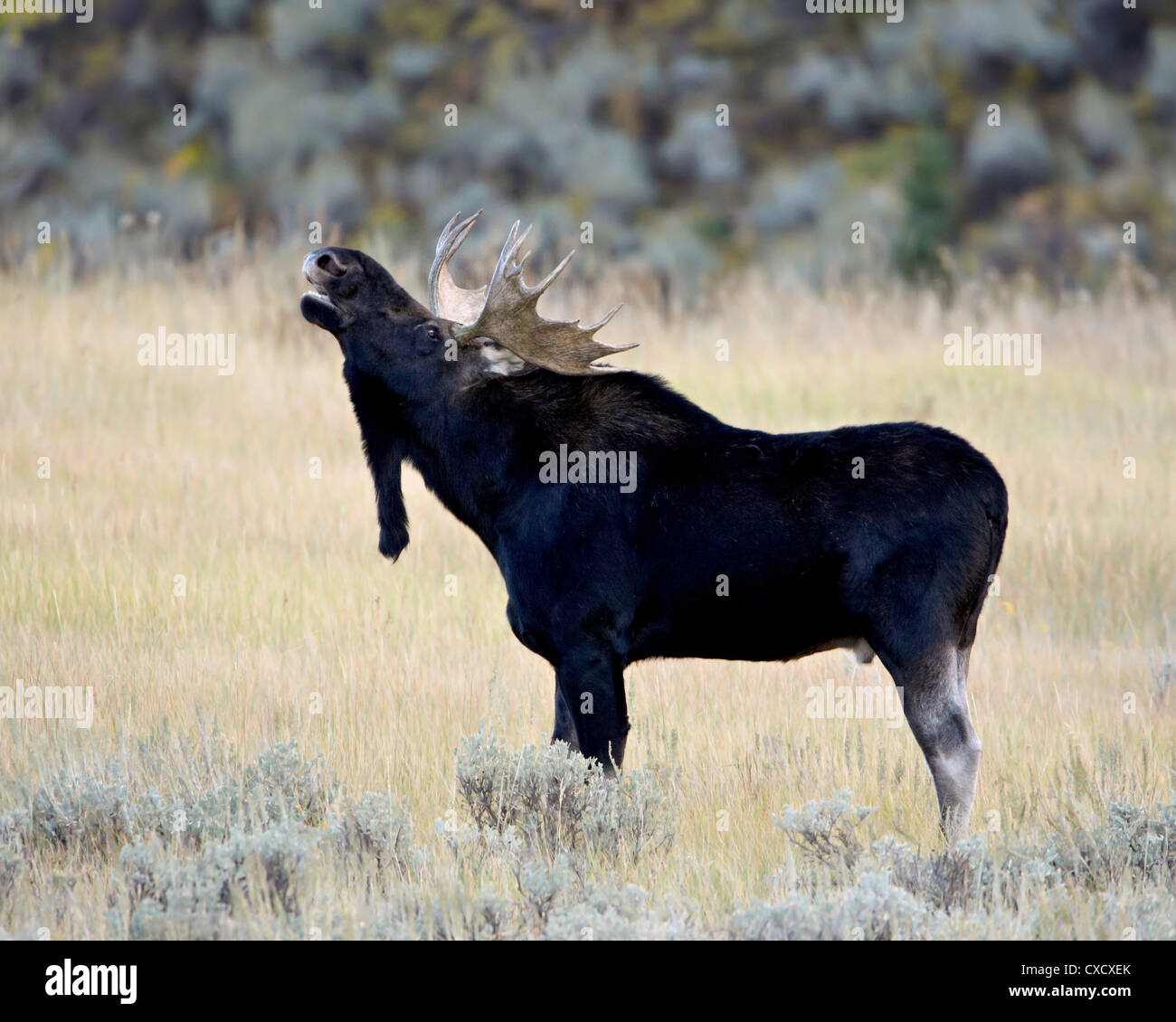 Bull moose (Alces alces) chiamando, Wasatch Mountain State Park, Utah, Stati Uniti d'America, America del Nord Foto Stock