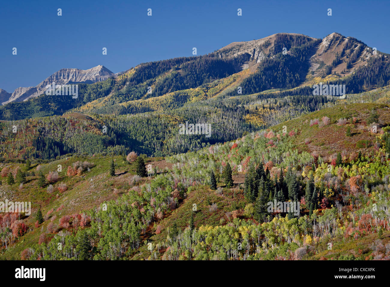 Rosso e arancio aceri e aspens giallo in autunno, Wasatch Mountain State Park, Utah, Stati Uniti d'America, America del Nord Foto Stock