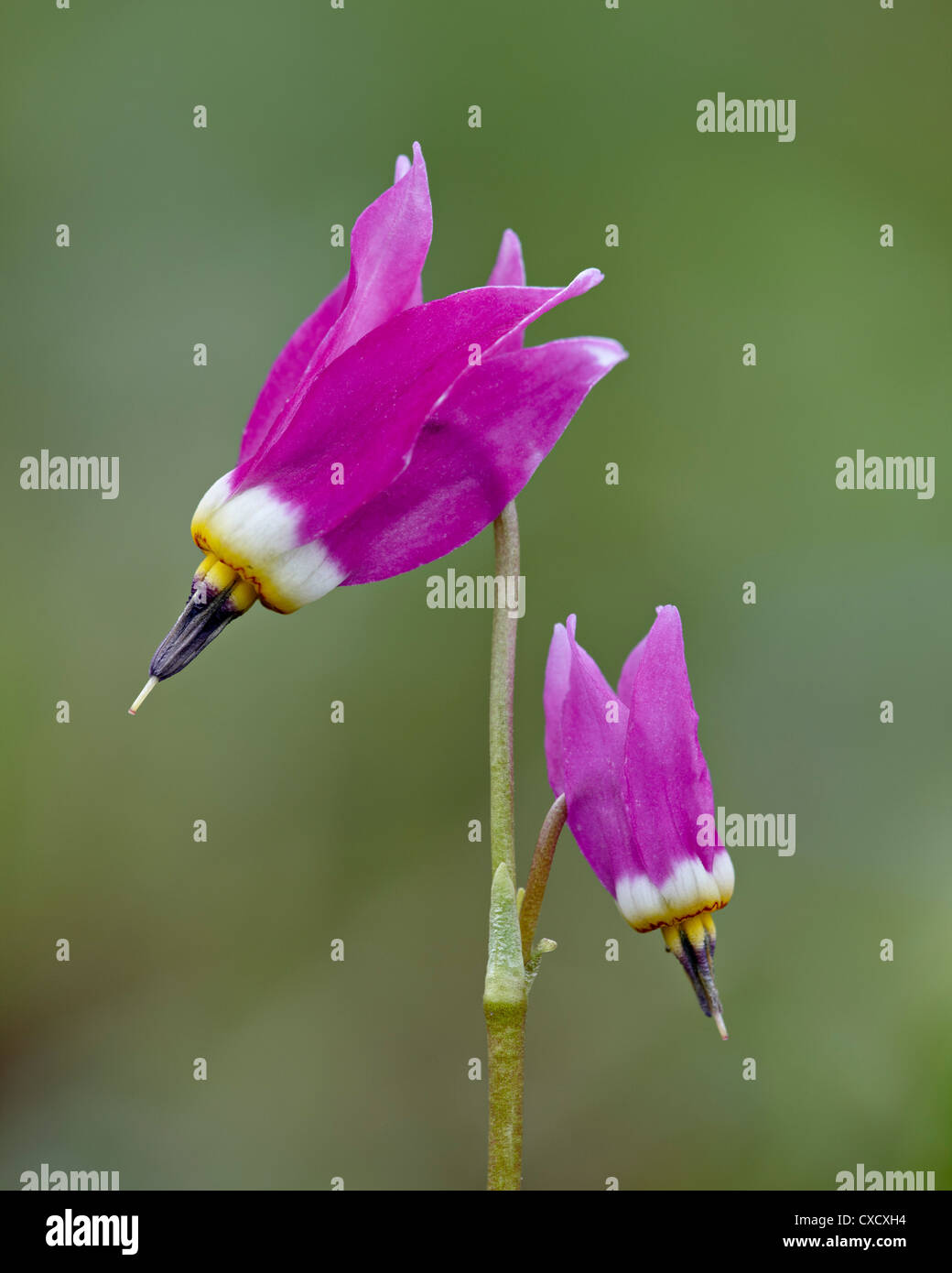 Alpine shooting star (Dodecatheon alpinum), il Parco Nazionale di Yellowstone, Wyoming negli Stati Uniti d'America, America del Nord Foto Stock