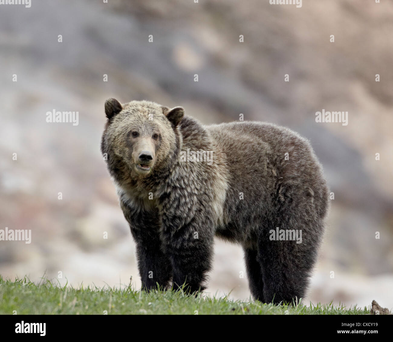 Orso grizzly (Ursus arctos horribilis), il Parco Nazionale di Yellowstone, Wyoming negli Stati Uniti d'America, America del Nord Foto Stock
