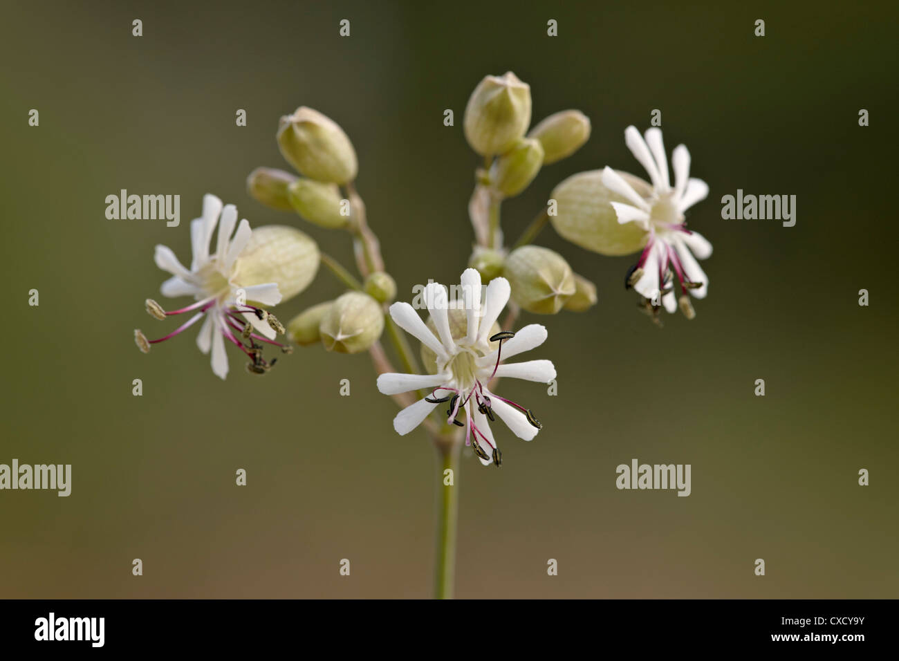 La vescica campion (Silene vulgaris), il Parco Nazionale dei laghi di Waterton, Alberta, Canada, America del Nord Foto Stock