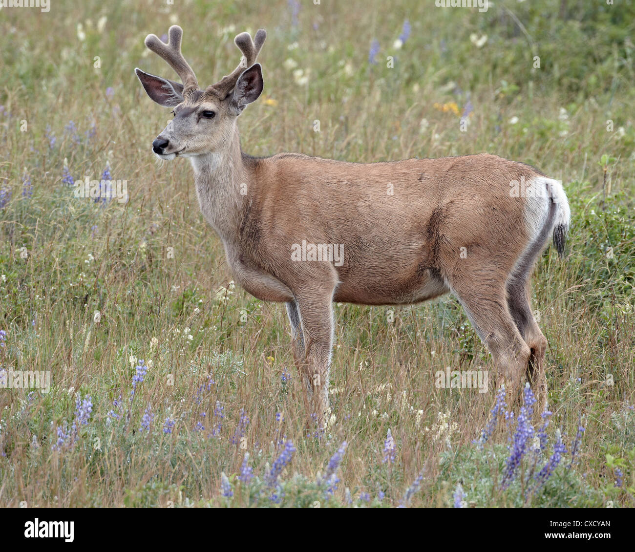 Mule Deer (Odocoileus hemionus) buck in estate, il Parco Nazionale dei laghi di Waterton, Alberta, Canada, America del Nord Foto Stock