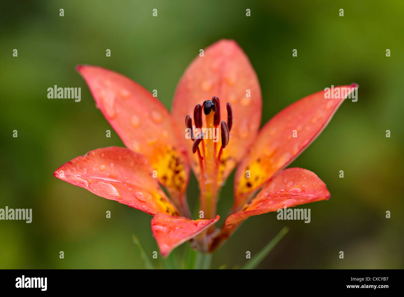 Giglio di legno (Lilium philadelphicum) (Lilium umbellatum), il Parco Nazionale dei laghi di Waterton, Alberta, Canada, America del Nord Foto Stock