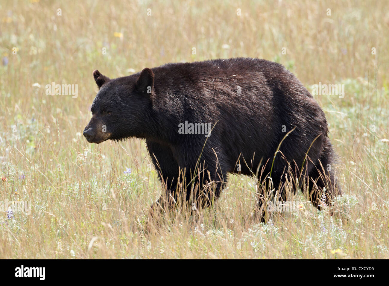 Black Bear (Ursus americanus), il Parco Nazionale dei laghi di Waterton, Alberta, Canada, America del Nord Foto Stock