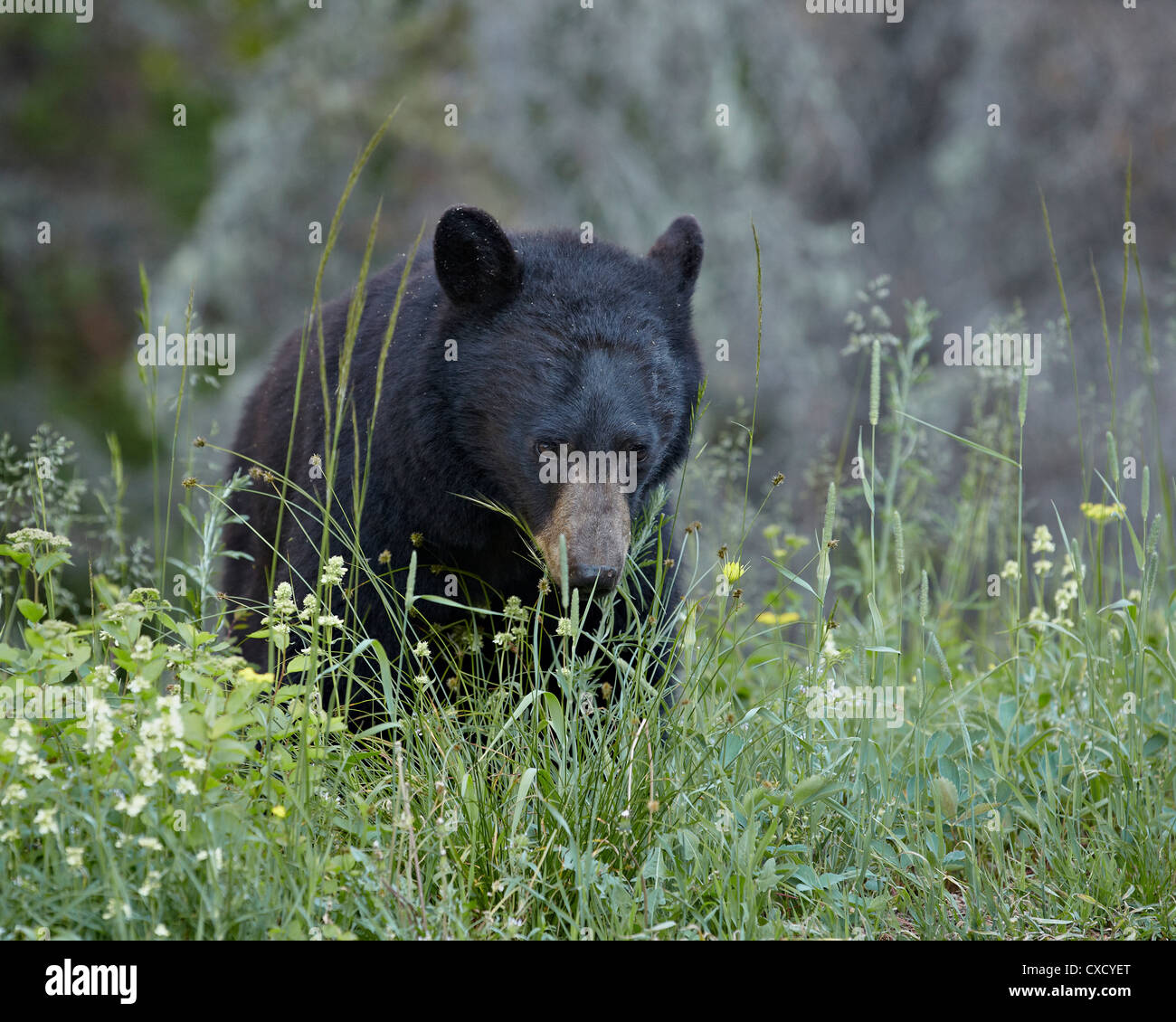 Black Bear (Ursus americanus) mangiare, il Parco Nazionale di Glacier, Montana, Stati Uniti d'America, America del Nord Foto Stock