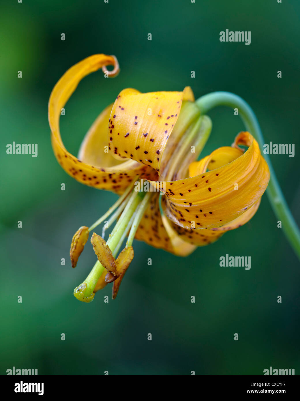 Tiger lily (Columbian lily) (Oregon lily) (Lilium columbianum), Idaho Panhandle foreste nazionali, Idaho Foto Stock