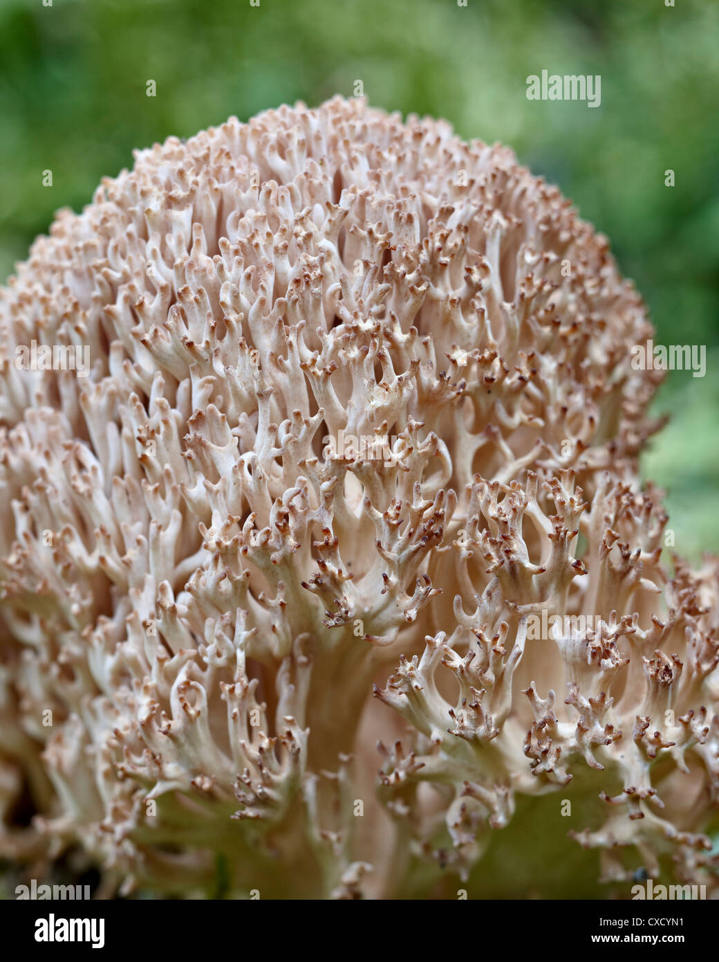 Il cavolfiore coral (Ramaria botrytis), il Parco Nazionale di Yoho, British Columbia, Canada, America del Nord Foto Stock