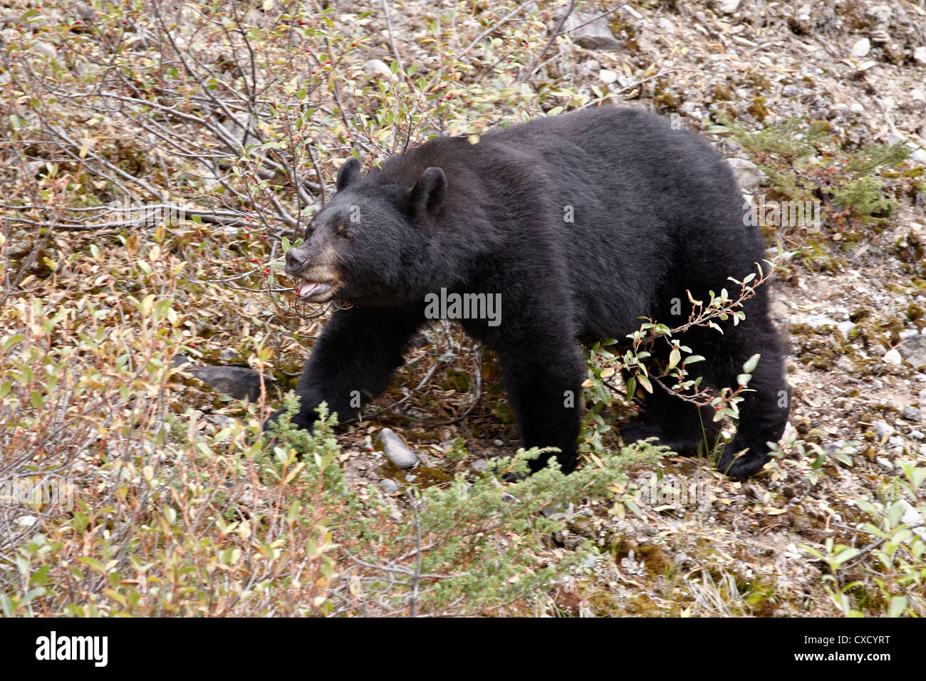 Black Bear (Ursus americanus) mangiando i frutti di bosco, il Parco Nazionale di Jasper, Alberta, Canada, America del Nord Foto Stock