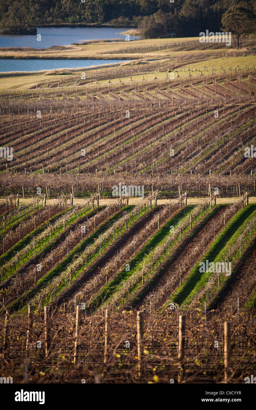La Hunter Valley, NSW, Australia Foto Stock