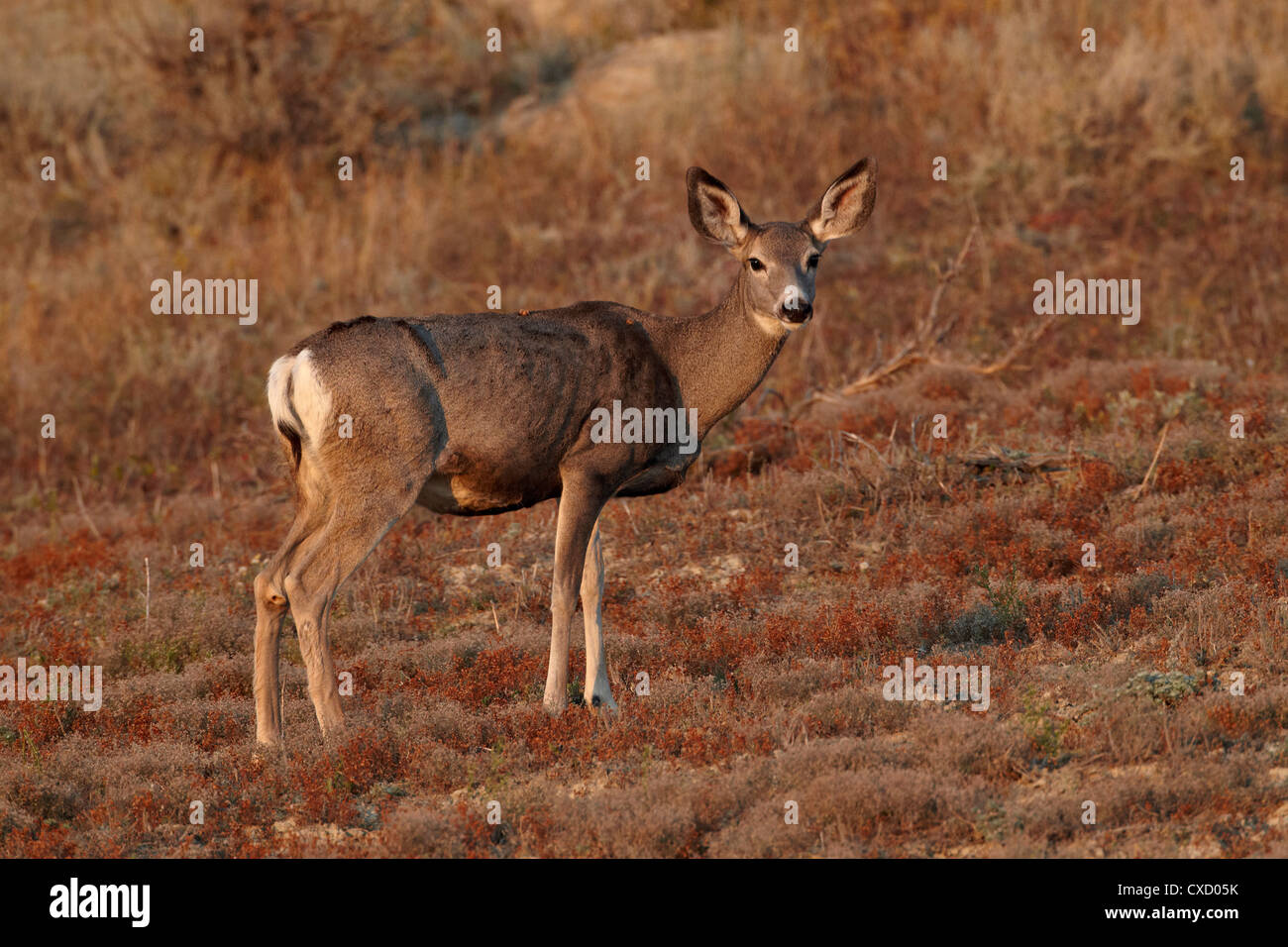 Mule Deer (Odocoileus hemionus) doe, Parco nazionale Theodore Roosevelt, il Dakota del Nord, Stati Uniti d'America, America del Nord Foto Stock