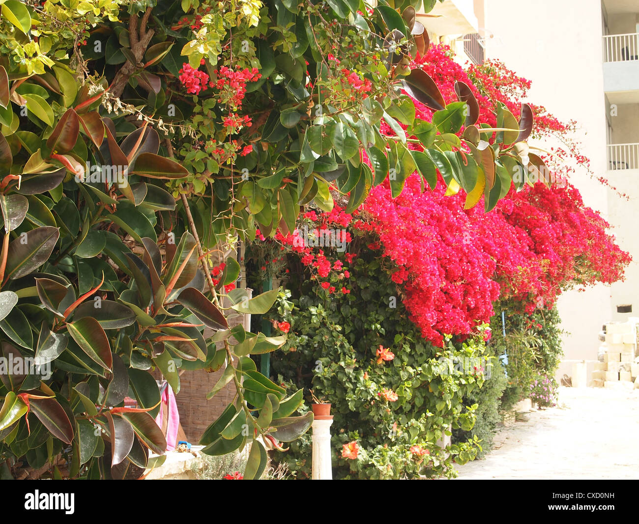 Una chiusura di fiori colorati Foto Stock