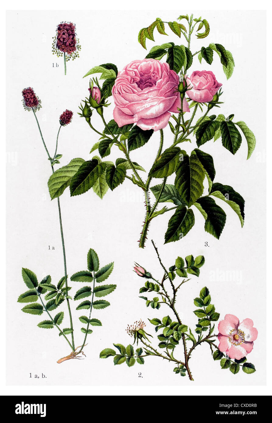 Sanguisorba officinalis Foto Stock