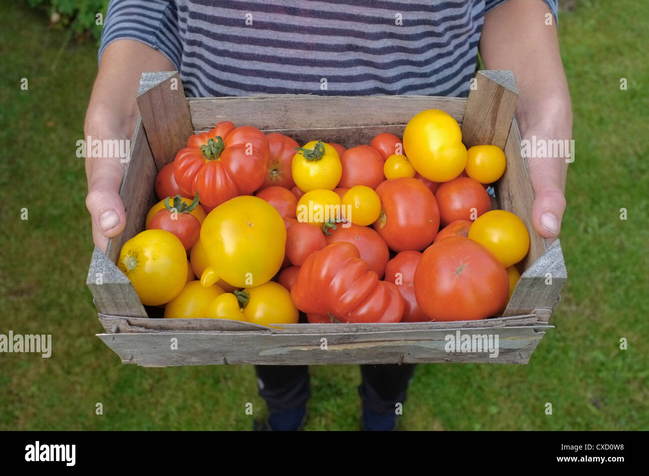 Una donna può contenere una cassetta di casa coltivati pomodori Foto Stock