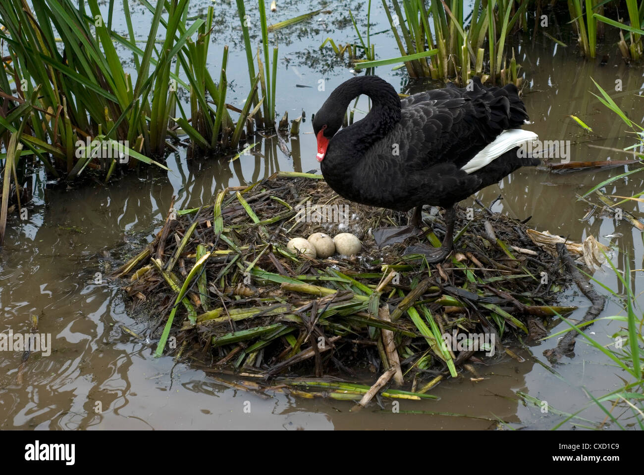 Un Black Swan tende le sue uova nel nido ha costruito lungo le rive del fiume Exe. Cigni neri, Cygnus atratus sono n Foto Stock