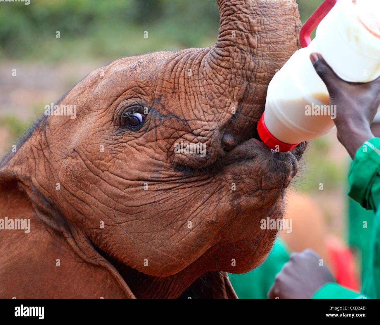 Baby Elephant alimentare da una bottiglia di latte in Sheldrick l'Orfanotrofio degli Elefanti vicino a Nairobi in Kenya Foto Stock