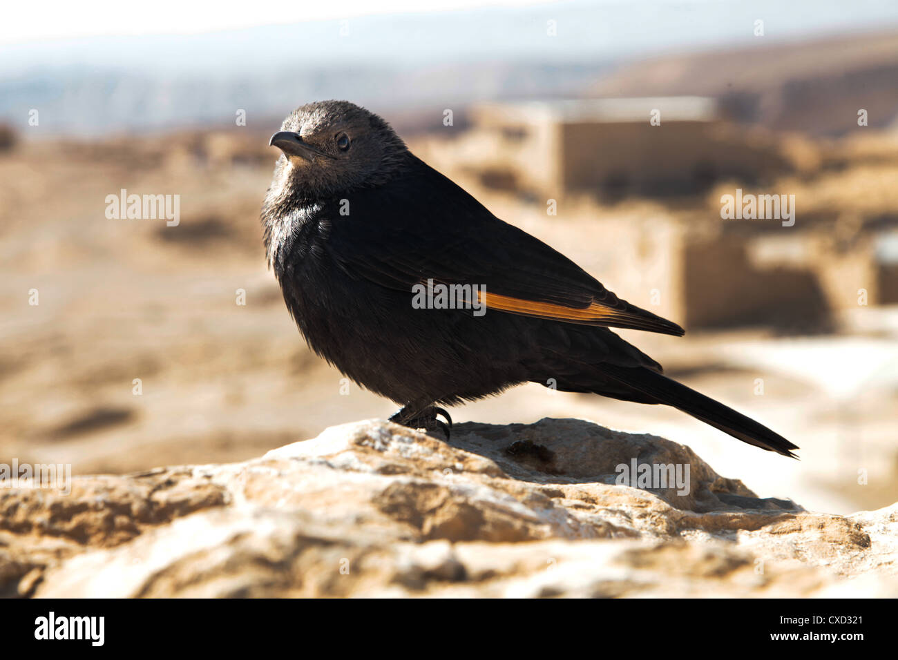 Tristram's Starling (Grackle) femmina, un comune uccello nero con una striscia arancione in Massada, Israele, anteriore Foto Stock