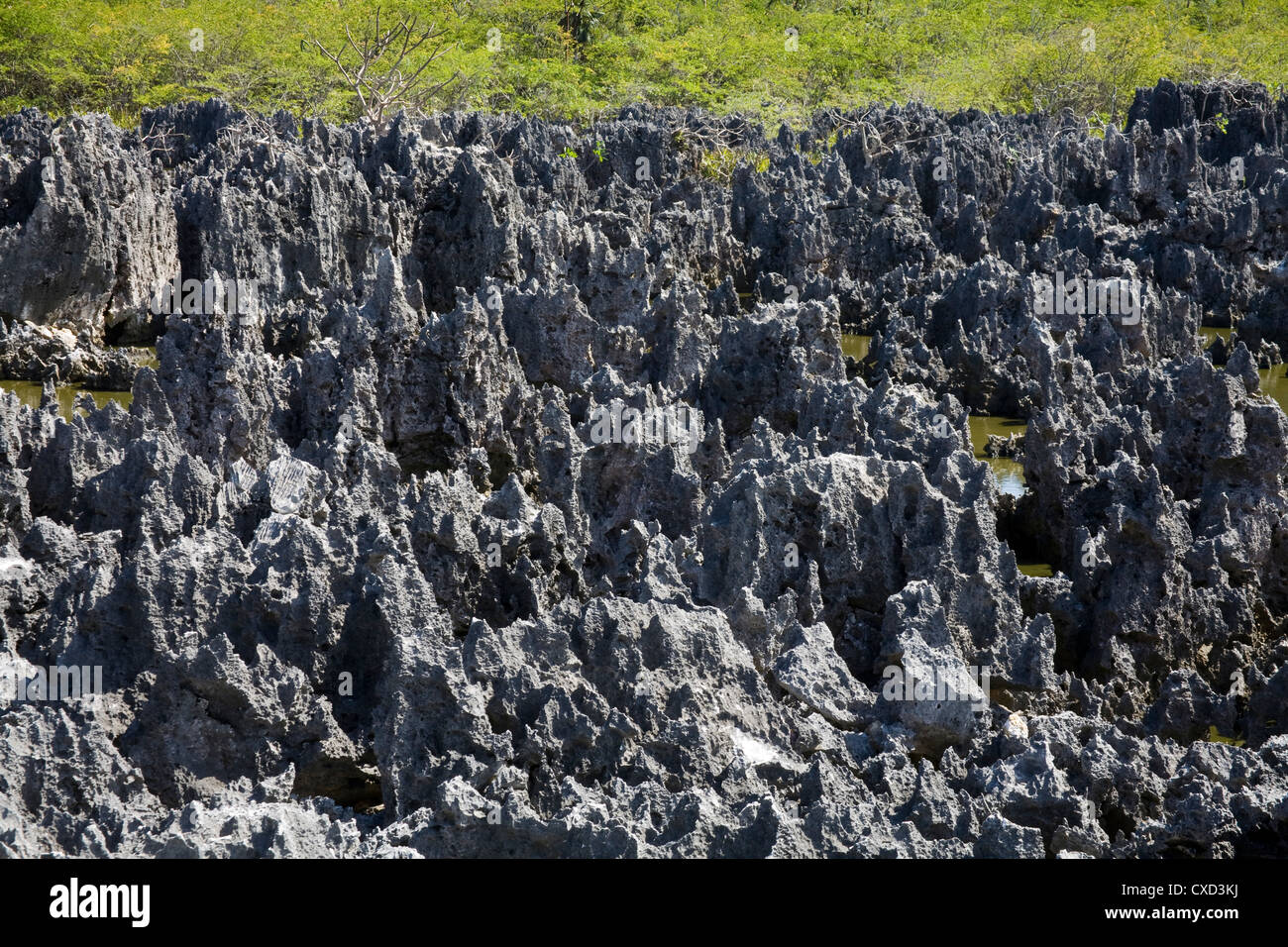 Le formazioni rocciose in inferno, Grand Cayman, Isole Cayman, Antille Maggiori, West Indies, dei Caraibi e America centrale Foto Stock