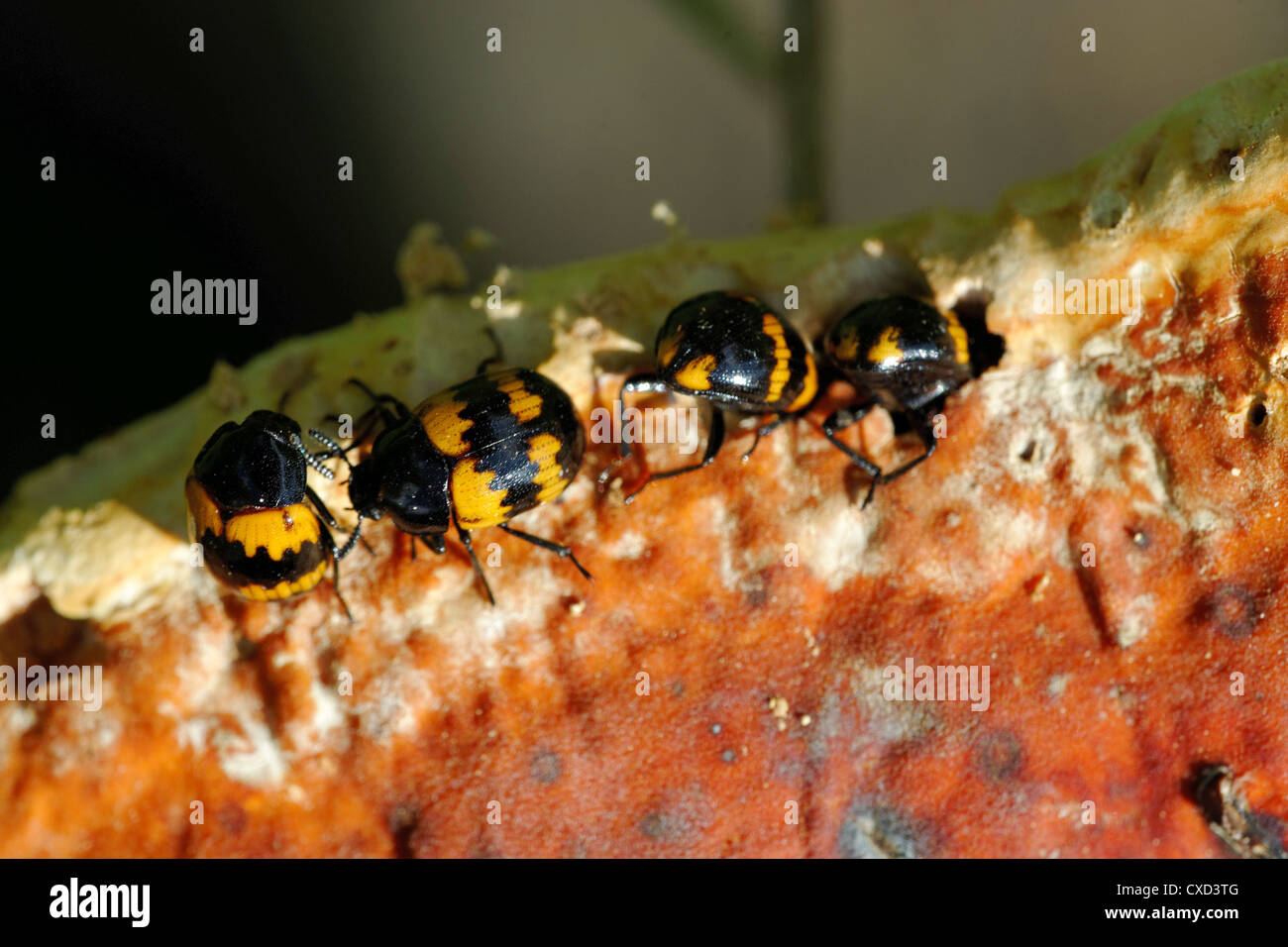 Diaperis boleti: un coleottero feefing su host fungine Foto Stock