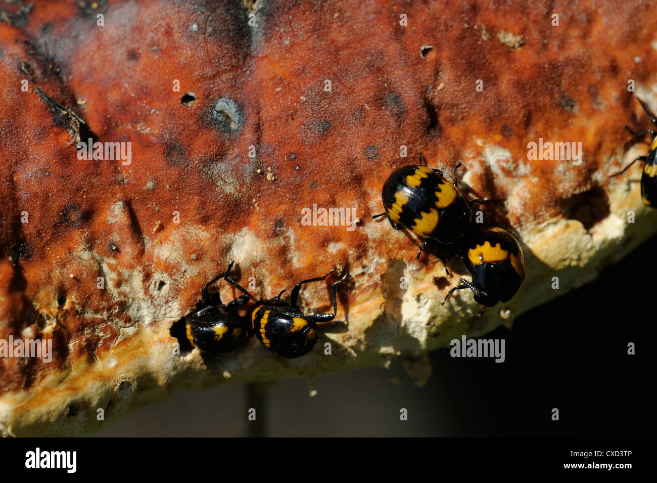 Diaperis boleti: un coleottero feefing su host fungine Foto Stock