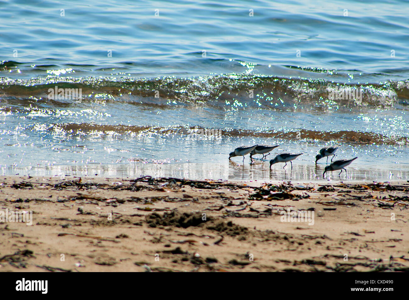 Vista di uccelli di mare - sandpiper - in cerca di cibo durante la bassa marea in un mare giapponese Vladivostok Russia Foto Stock