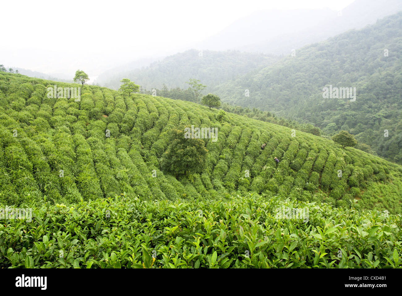 piantagione di tè Foto Stock