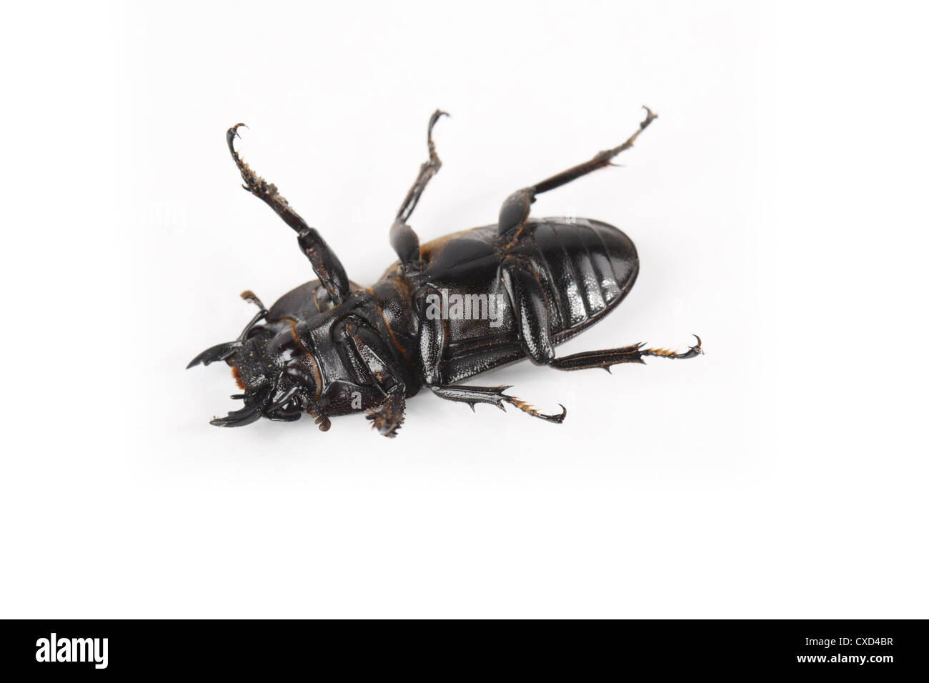 Massa beetle giocato morti Foto Stock