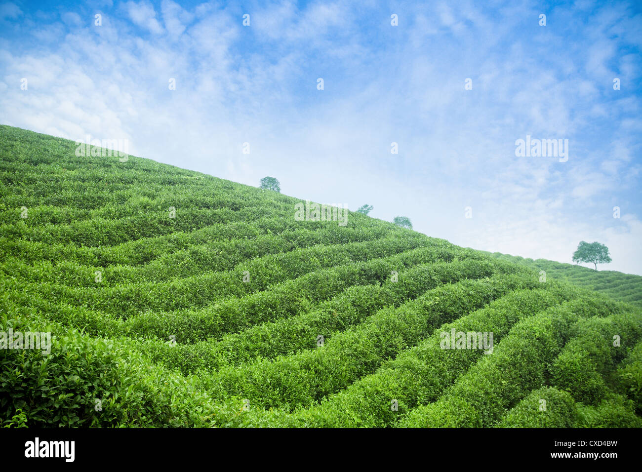 piantagione di tè Foto Stock