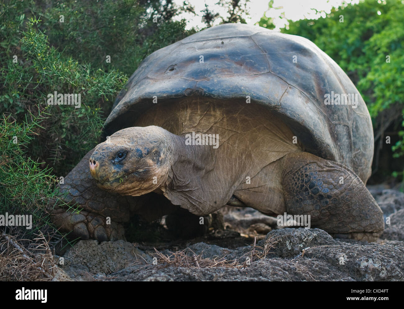 Tartaruga gigante, isole Galapagos, Ecuador Foto Stock