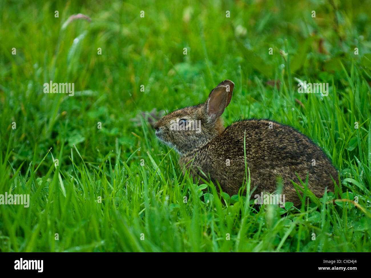 Lepre in erba verde Foto Stock