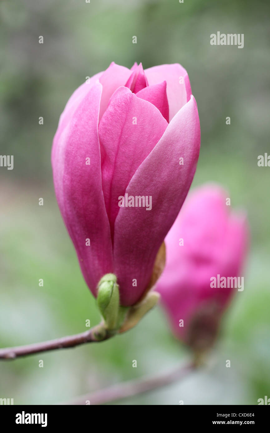 Rosso fiore di magnolia Foto Stock