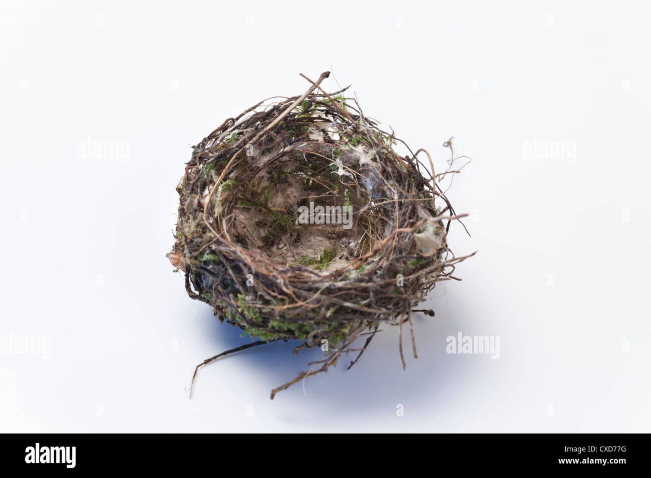 Studio ancora in vita della tazza di uccelli stile's Nest Foto Stock