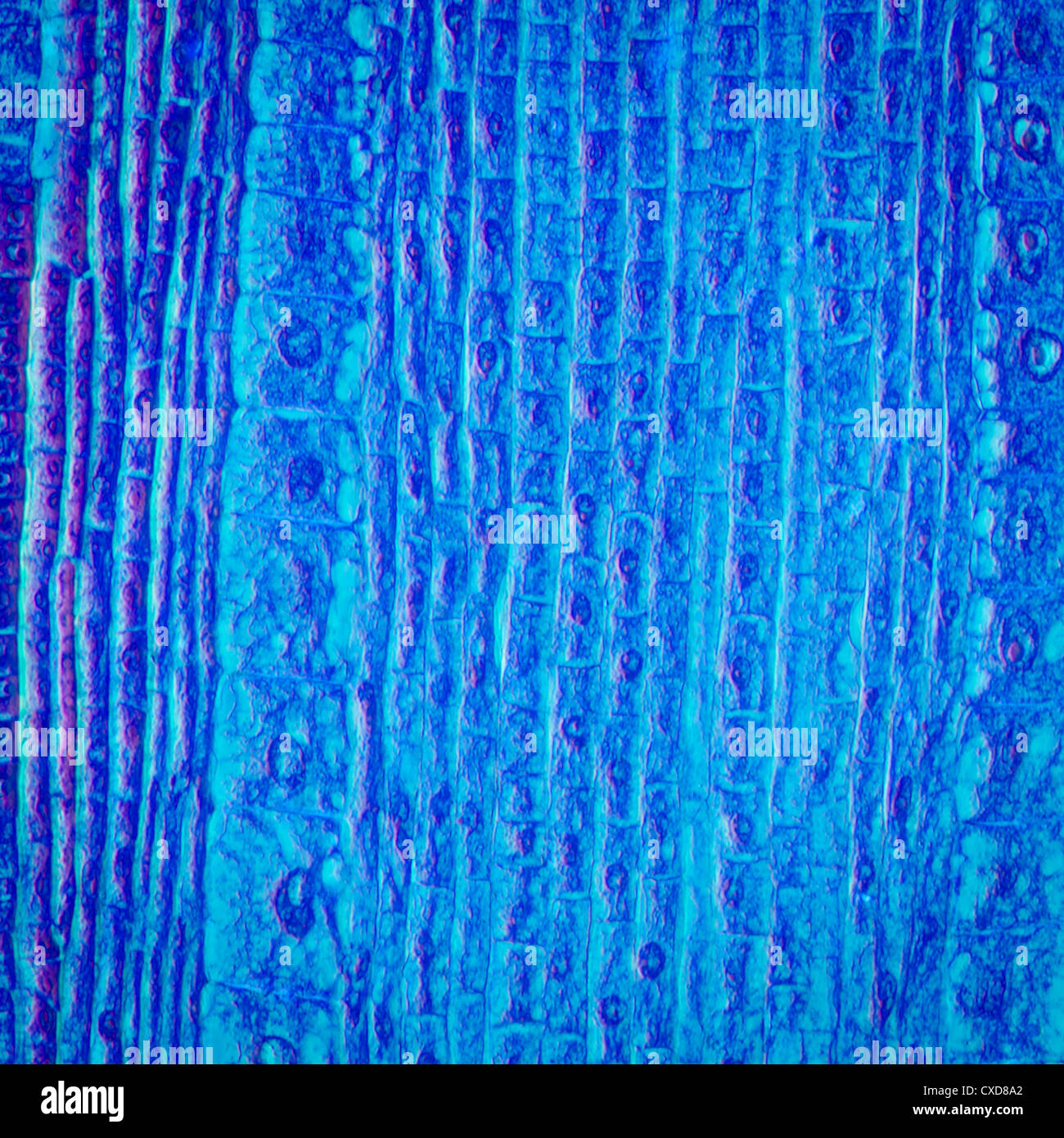 Micrografia radice di pianta di punta di cellule di tessuto Foto Stock