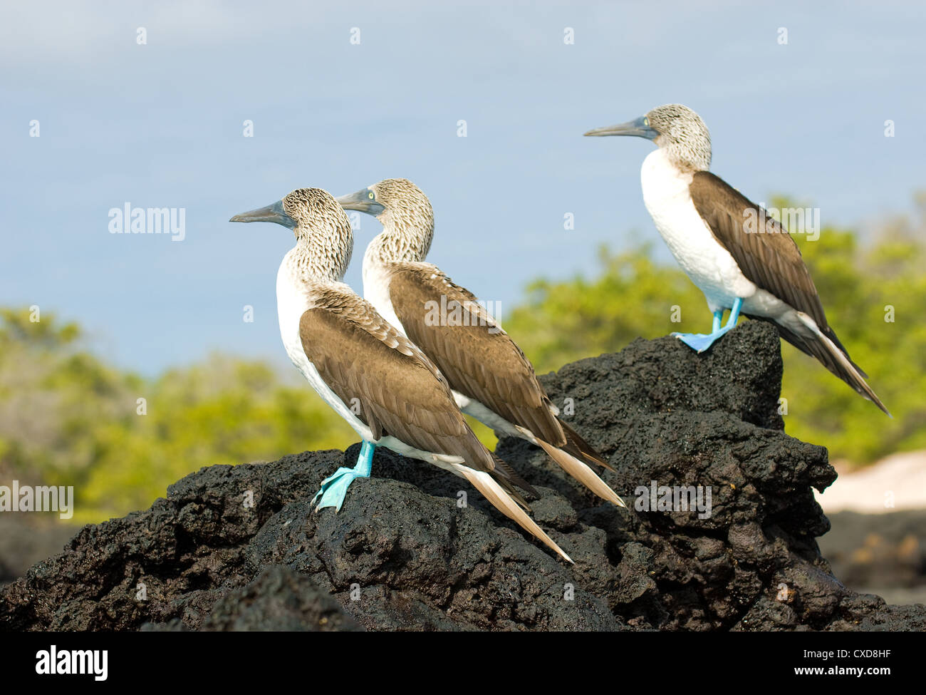 Blu-footed boobies Foto Stock