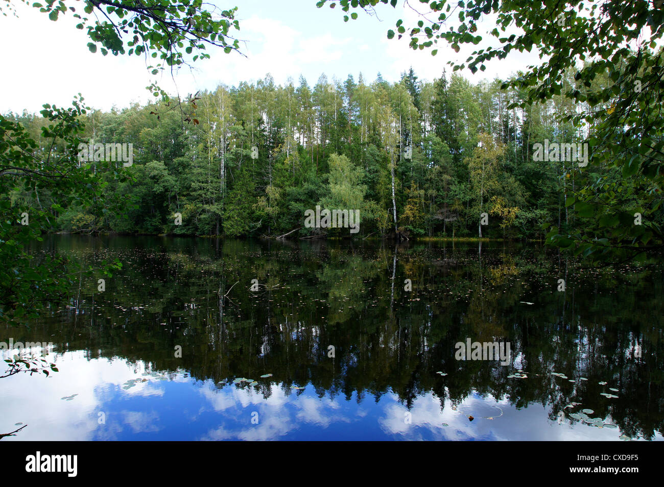 Verde della foresta e la sua riflessione in acqua Foto Stock