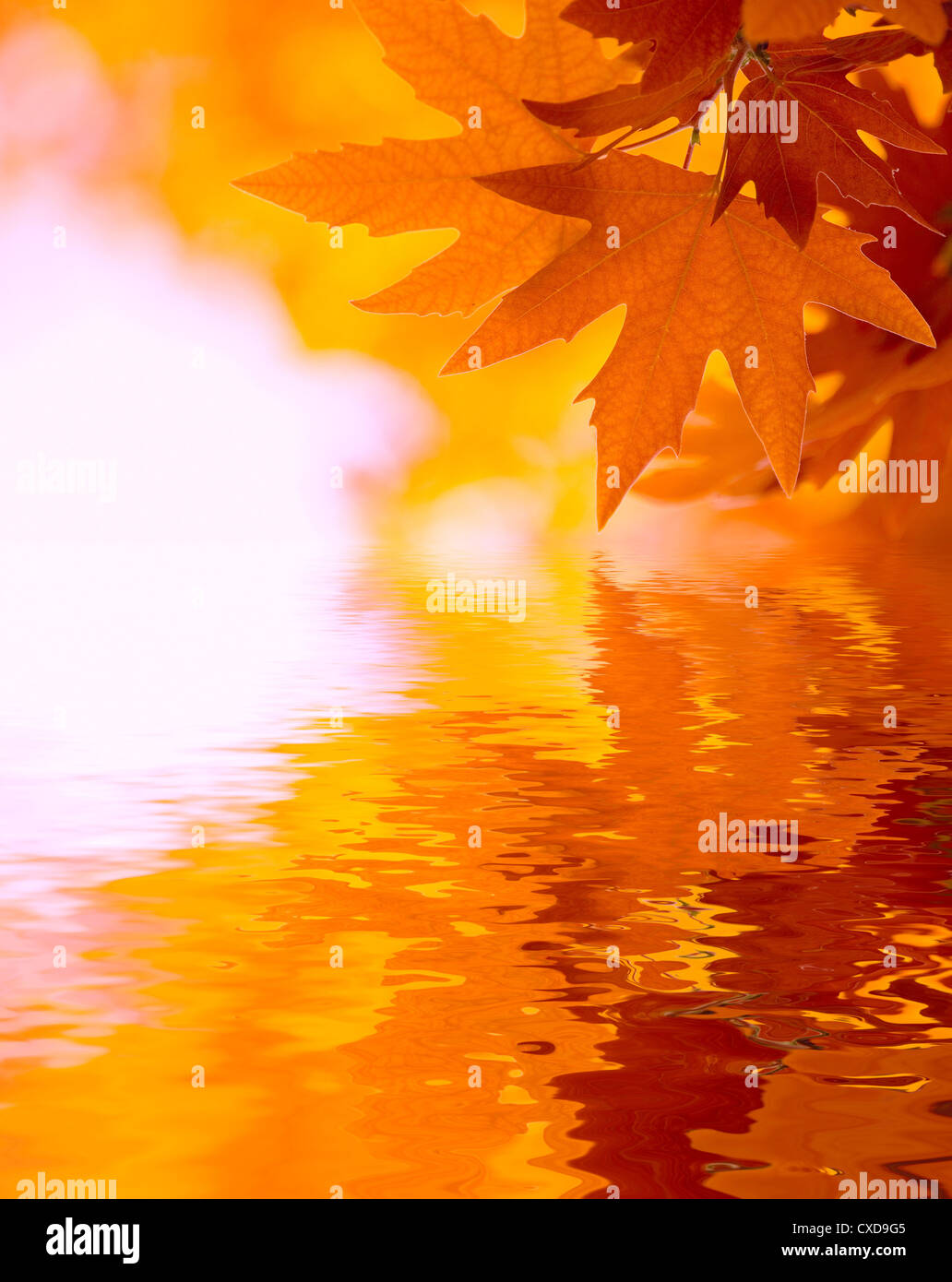 Foglie di autunno, molto superficiale la messa a fuoco Foto Stock
