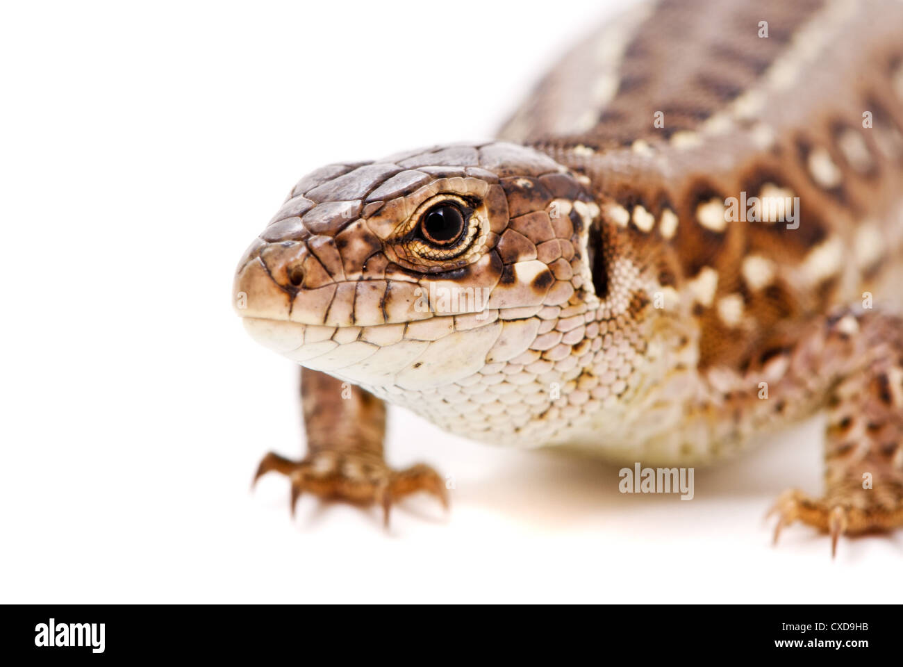 Lacerta agilis. Biacco su sfondo bianco Foto Stock