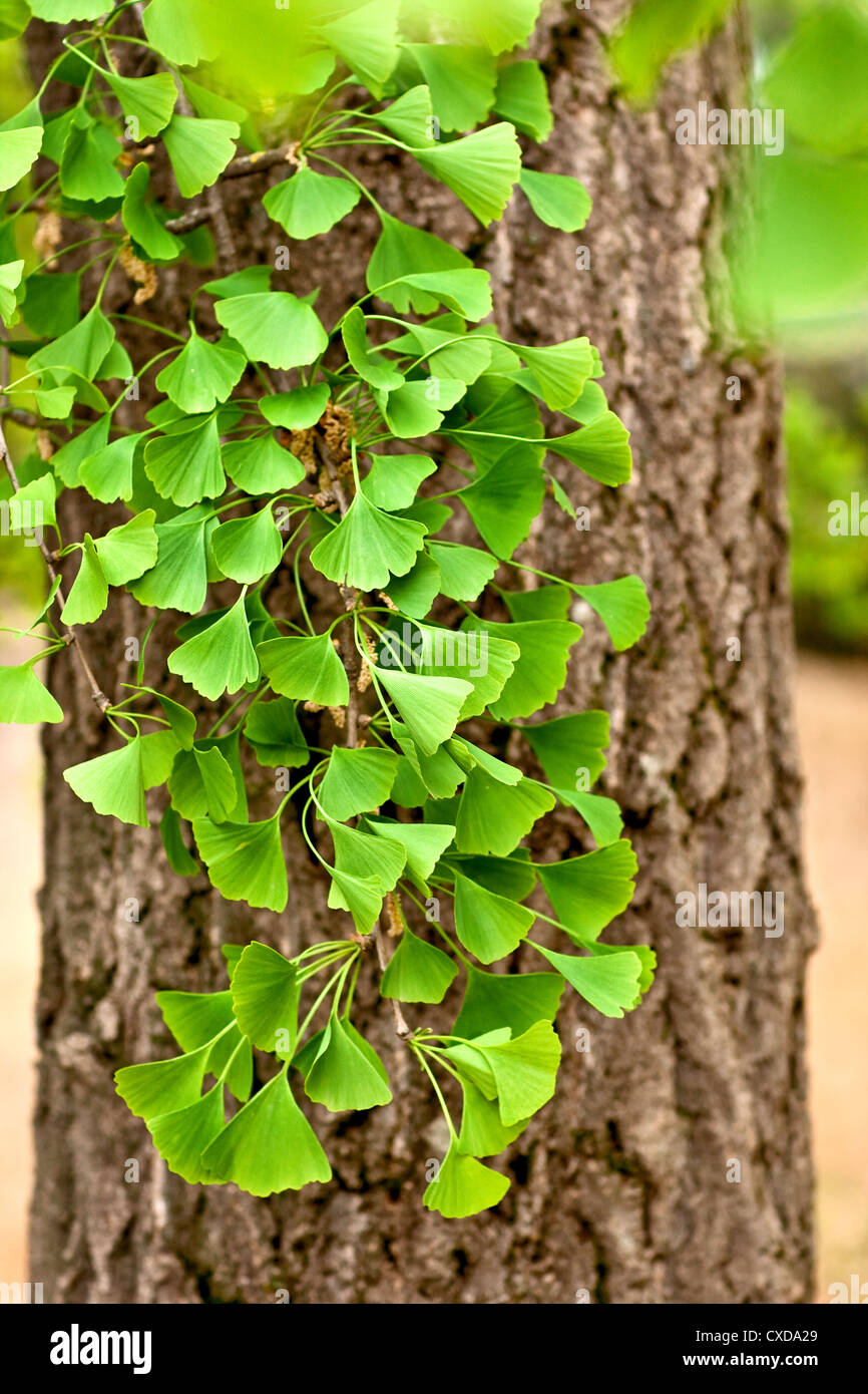 Close-up sul Ginkgo Biloba tree Foto Stock