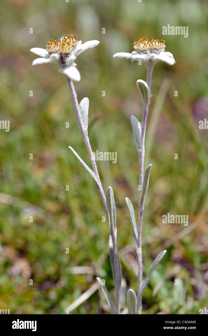 Due fiori edelweiss (Leontopodium alpinum) nelle Alpi francesi a La Plagne, dipartimento della Savoia. Foto Stock