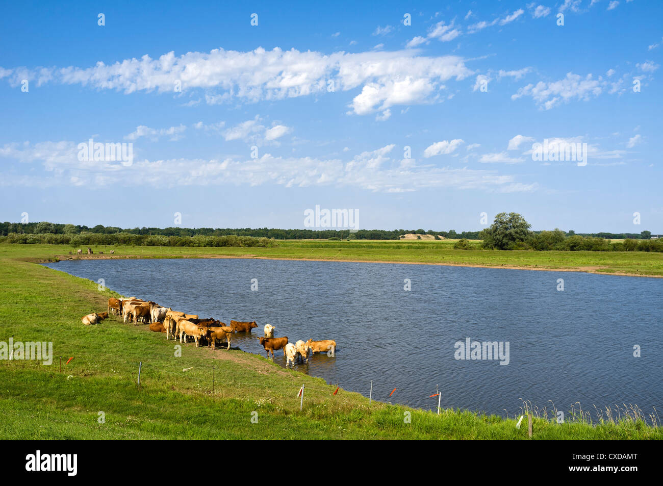 Bestiame accanto a un lago, Elbdeichvorland riserva naturale vicino Boizenburg Elbe, Meclemburgo-Pomerania Occidentale, Germania, Europa Foto Stock
