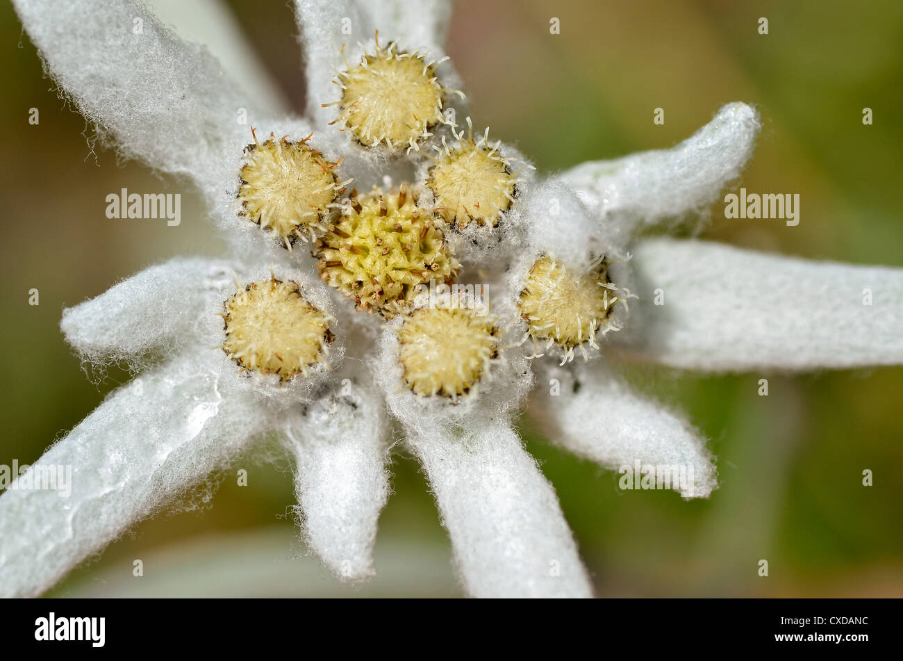 Macro di fiori edelweiss (Leontopodium alpinum) visto dal di sopra nelle Alpi francesi a La Plagne, dipartimento della Savoia. Foto Stock
